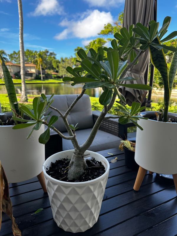 property at 4265 Island Cir