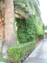 1310 N Spurgeon St in Santa Ana, CA - Building Photo - Building Photo