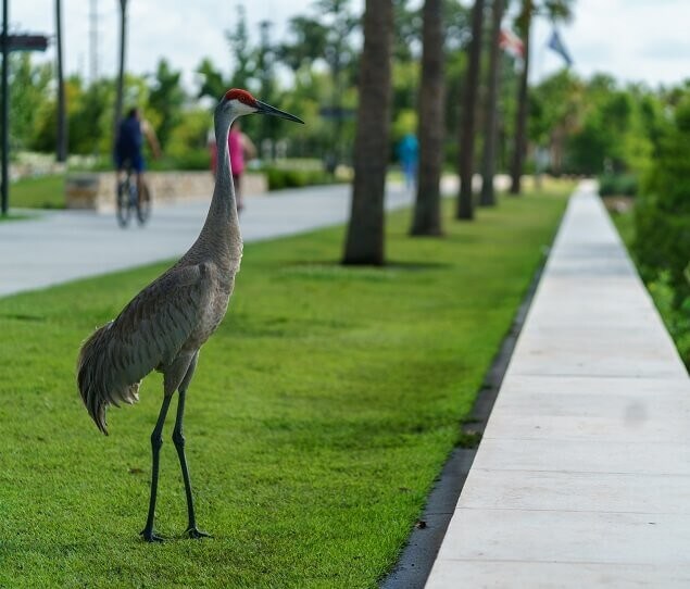 Apartamentos Alquiler en Falcon Trace, FL