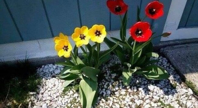 313 Male Ave in Syracuse, NY - Building Photo - Building Photo