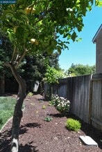 555 Willow Ct in Benicia, CA - Building Photo - Building Photo