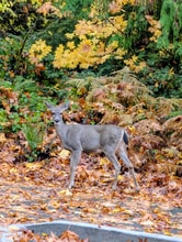 99 Sunset Pl in Longview, WA - Building Photo - Building Photo