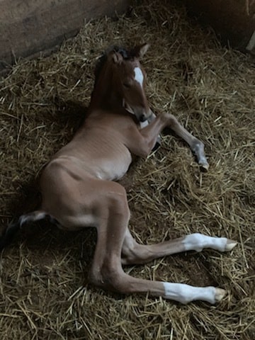 141 Daleview Dr, Unit Apt #A in Vincennes, IN - Building Photo - Building Photo