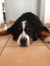 1036 Felspar St in San Diego, CA - Building Photo - Building Photo